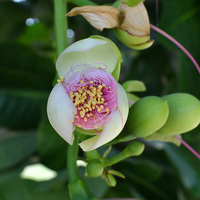 Barringtonia