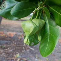 Barringtonia asiatica / IPlantz