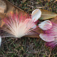 Barringtonia asiatica / IPlantz