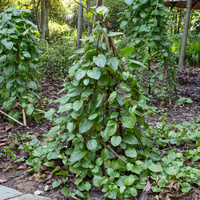 Basella alba