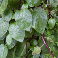 Basella alba