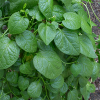 Basella alba
