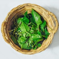 Basella alba