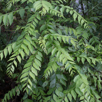 Murraya koenigii  