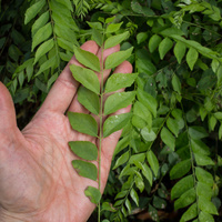 Curry Leaf