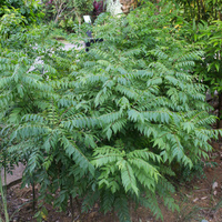 Murraya koenigii  
