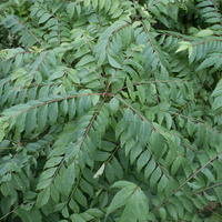 Murraya koenigii  