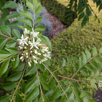 Murraya koenigii  