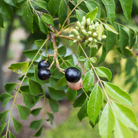 Murraya koenigii  