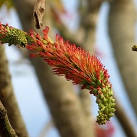 Pink cedar