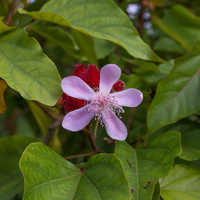 Bixa orellana 