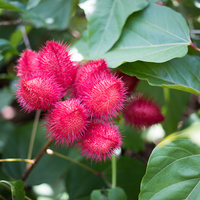 Annatto