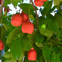 Blighia sapida