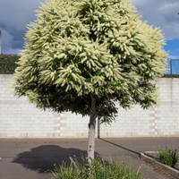 Buckinghamia celsissima
