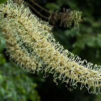 Buckinghamia celsissima