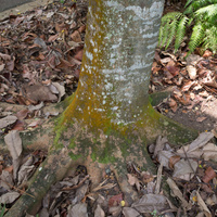 Adenanthera pavonina