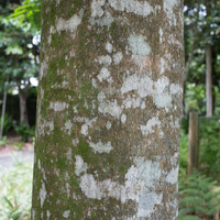Adenanthera pavonina