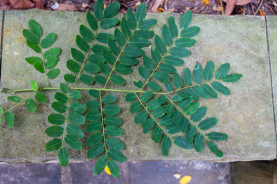 Adenanthera pavonina