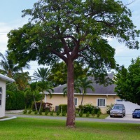 Bursera simaruba