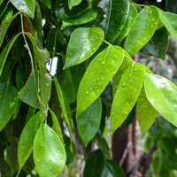 Bursera simaruba