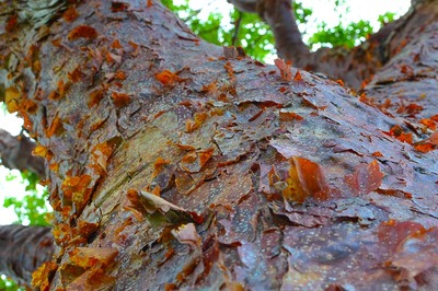 Bursera simaruba