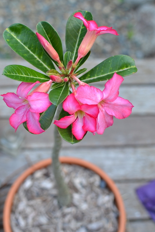 Adenium hybrid --Arrow Desert Rose