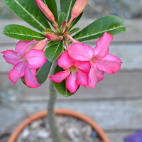 Adenium obesum