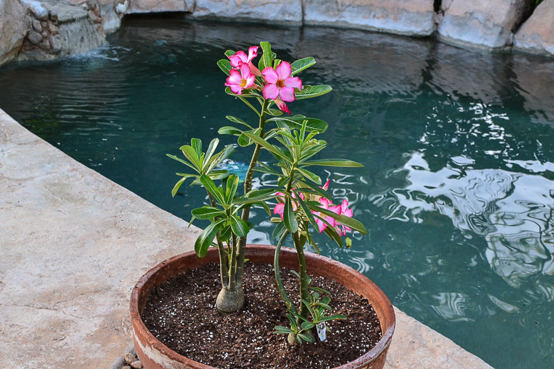 Adenium hybrid --Arrow Desert Rose