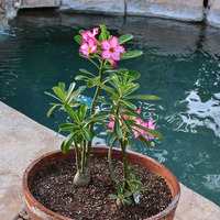 Adenium obesum