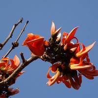 Butea monosperma