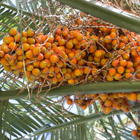 Butia capitata