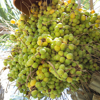 Butia capitata