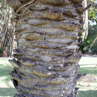 Butia capitata
