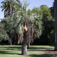 Butia capitata