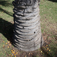 Butia capitata