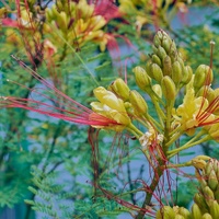 Caesalpinia pulcherrima