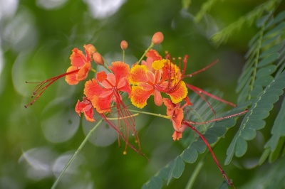 Caesalpinia pulcherrima