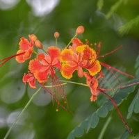 Caesalpinia pulcherrima