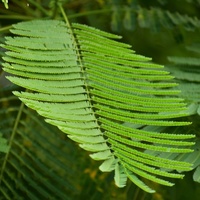 Caesalpinia pulcherrima