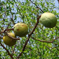 Aegle marmelos