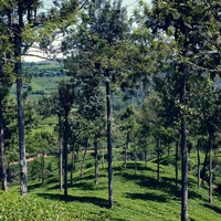 Camellia sinensis