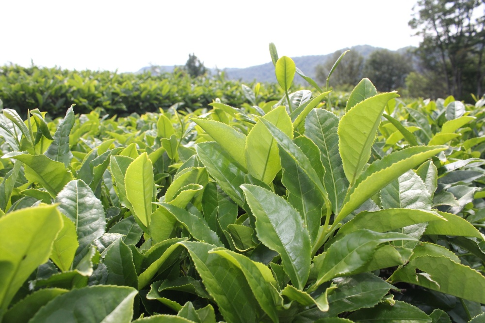 Black Tea Plant Leaves