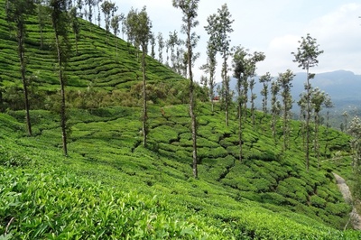 Camellia sinensis
