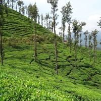 Teaplant