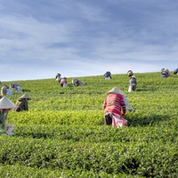 Camellia sinensis