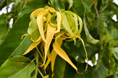 Cananga odorata