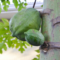 Carica papaya