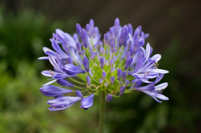 Agapanthus africanus