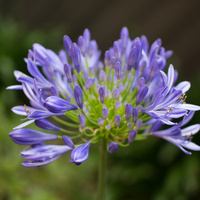 Agapanthus