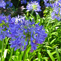 Agapanthus africanus